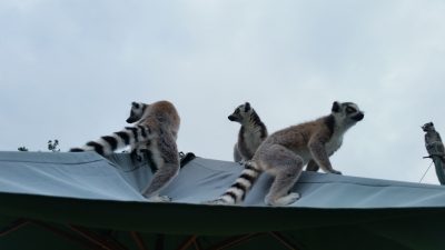 ワオキツネザル雨が心配