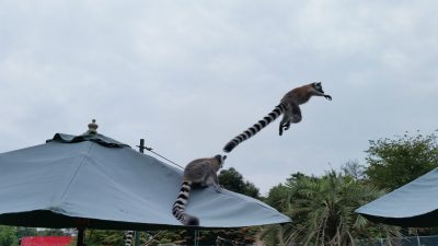 ワオキツネザルのジャンプ