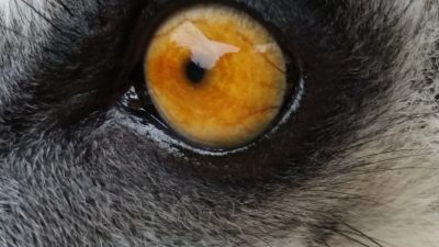 ワオキツネザルの目