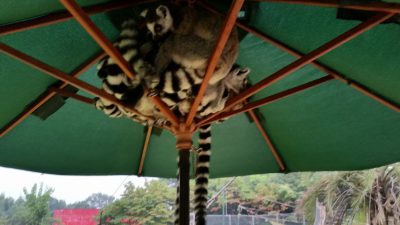 ワオキツネザル雨宿り