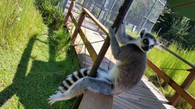 ワオキツネザルポージング