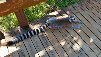 寝そべるワオキツネザル