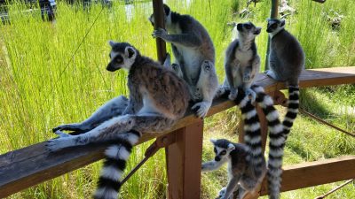 パラソル下の日陰で