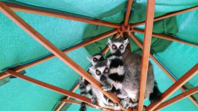 ここにワオキツネザル