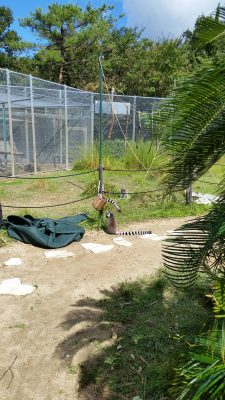 籠にドングリ