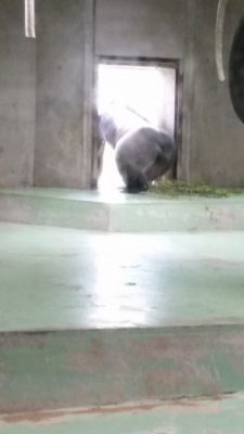 後ろ姿タロウ
