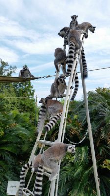タワーワオキツネザル