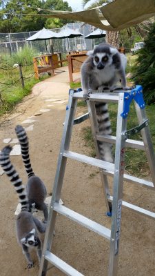 ワオキツネザル脚立