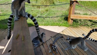 近くにワオキツネザル