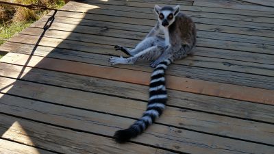 チャーミングワオキツネザル