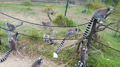 ワオキツネザルむらむら