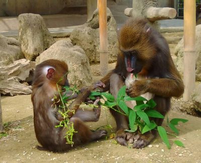ハギとマンドリル