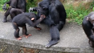 遊ぶマモル