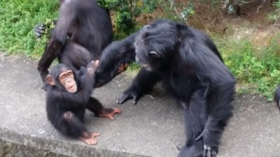 ジミーとマモル