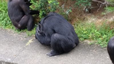 アハハアハハ