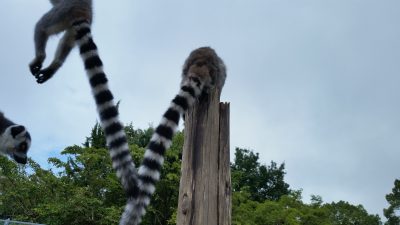 ワオキツネザルジャンプ