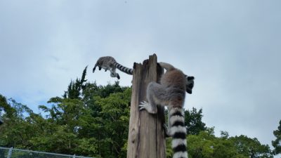 やっほーい！
