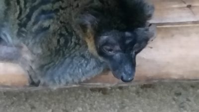 瞳を閉じるブラウンキツネザル