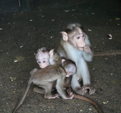 アラシとショウグン