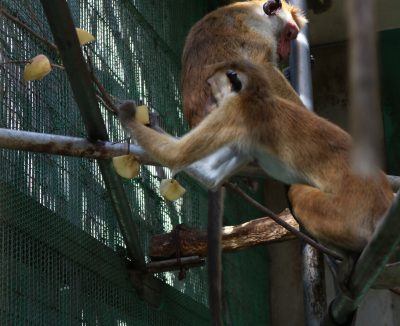リンゴを枝に刺して