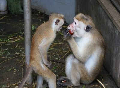 それはなんだ