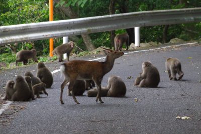 ヤクニホンザルとヤクシカ