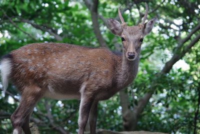 ヤクシカ