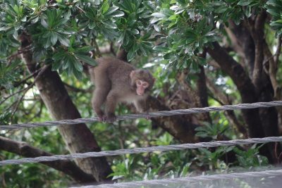 ヤクニホンザルのこども
