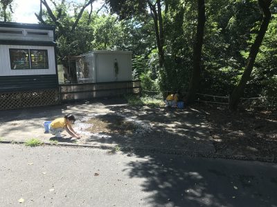 ドングリ拾い
