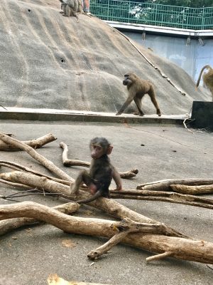 スルメ