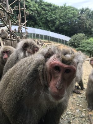 ウィンキー1