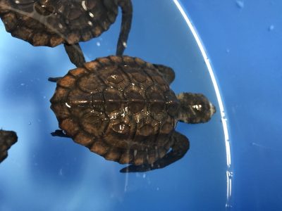 ウミガメのこども