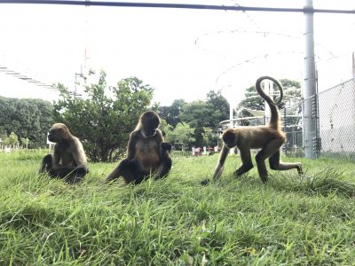 左からチロル、レイコ、レイチェル