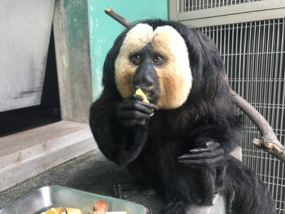 ムシイモを食べるモップくん
