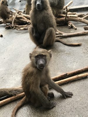イナリ2