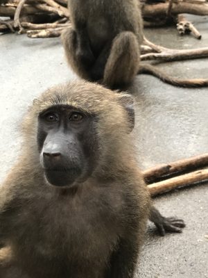 ダンゴ