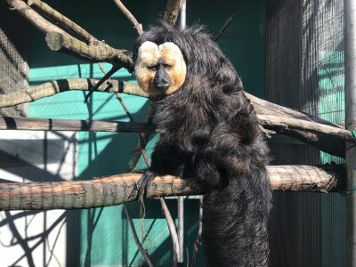 凛々しいモップ