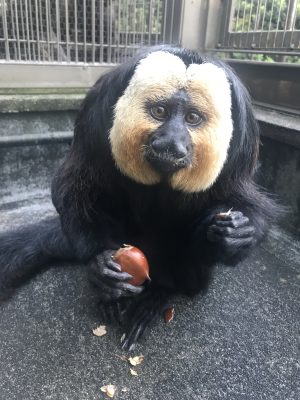 モップくんと栗