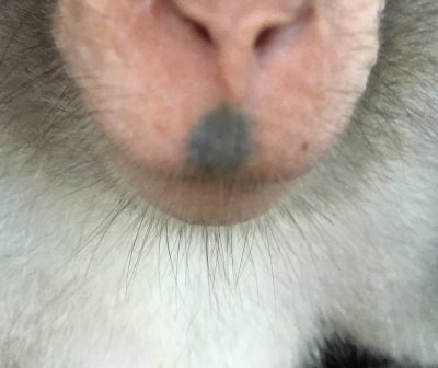 鼻の下
