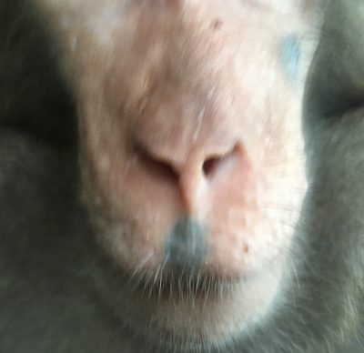目より下