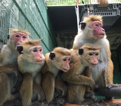 キキョウたち