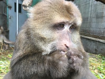 たとえば