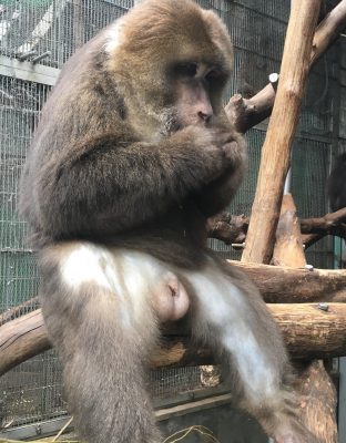 ザルバ