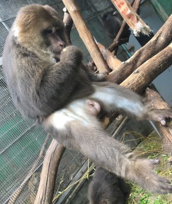 たべかた