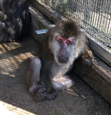 サクラ2