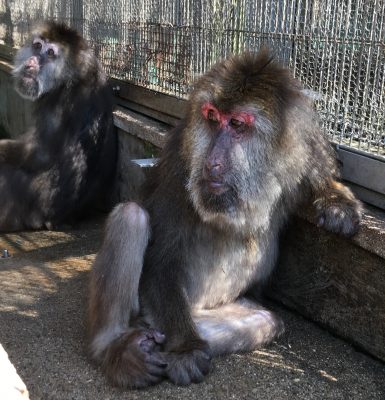 サクラ1