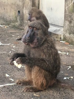 タルト