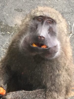 タマゴ