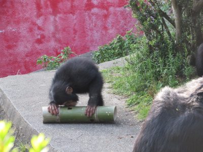 竹フィーダーにとりくむマモル