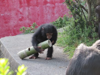 竹フィーダーにとりくむマモル2
